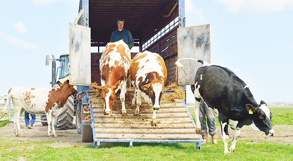 Перевозка крупного рогатого скота автотранспортом, прицепом цены